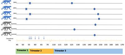 Fetal Central Nervous System Derived Extracellular Vesicles: Potential for Non-invasive Tracking of Viral Mediated Fetal Brain Injury